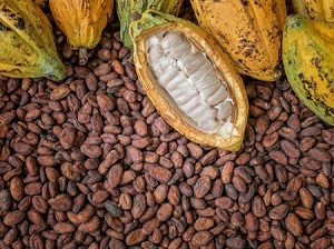 Introduction to the International Cocoa Industry